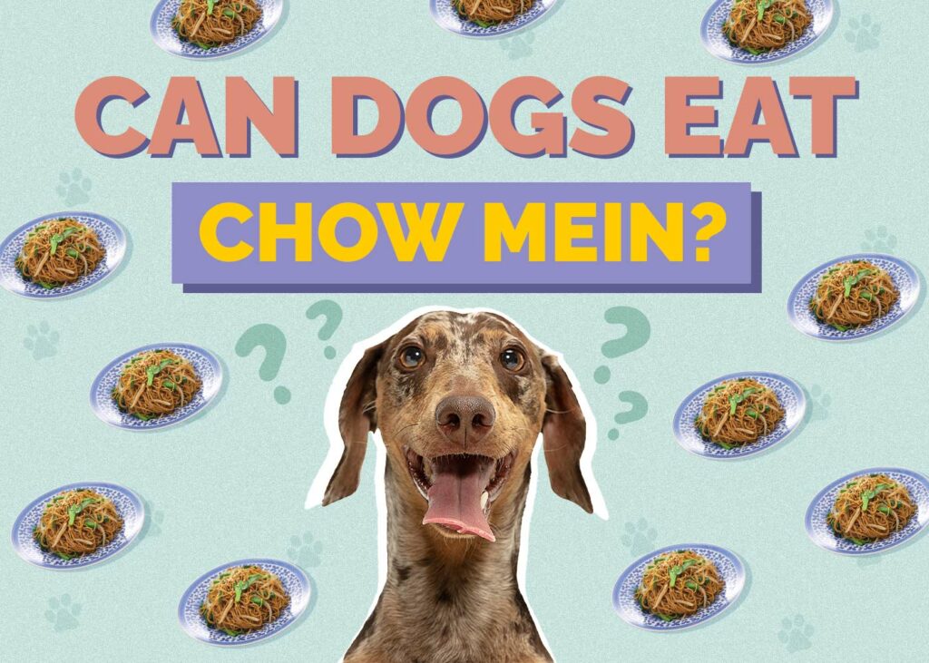 Can Dogs Eat Chow Mein