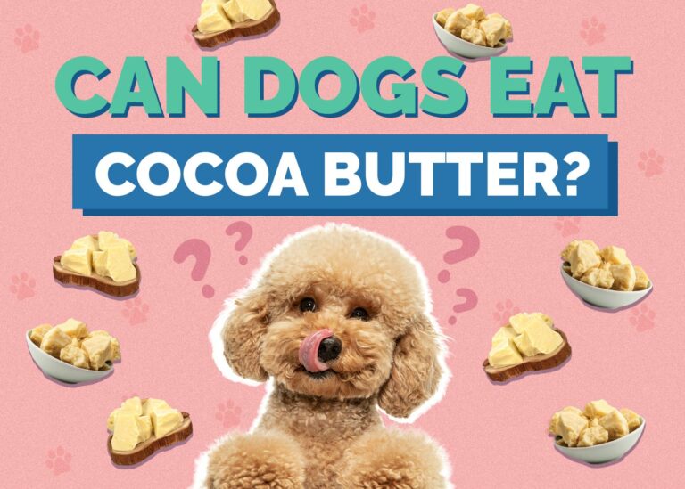 Picture of Can Dogs Eat Cocoa Butter? Vet-Approved Facts & FAQ | Hepper Pet Resources