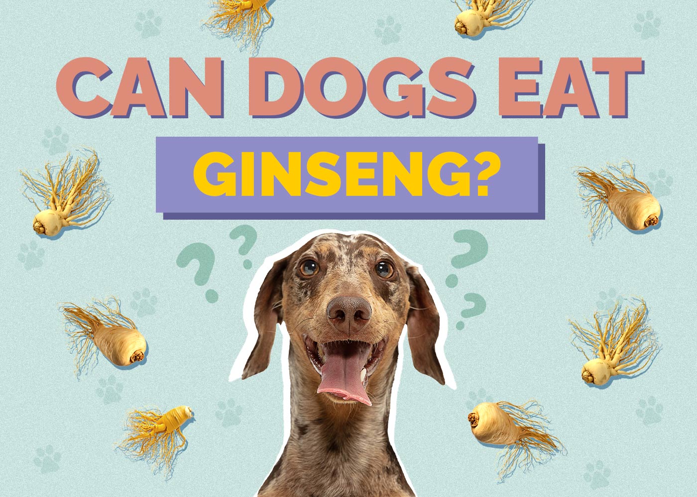 Can Dogs Eat Ginseng