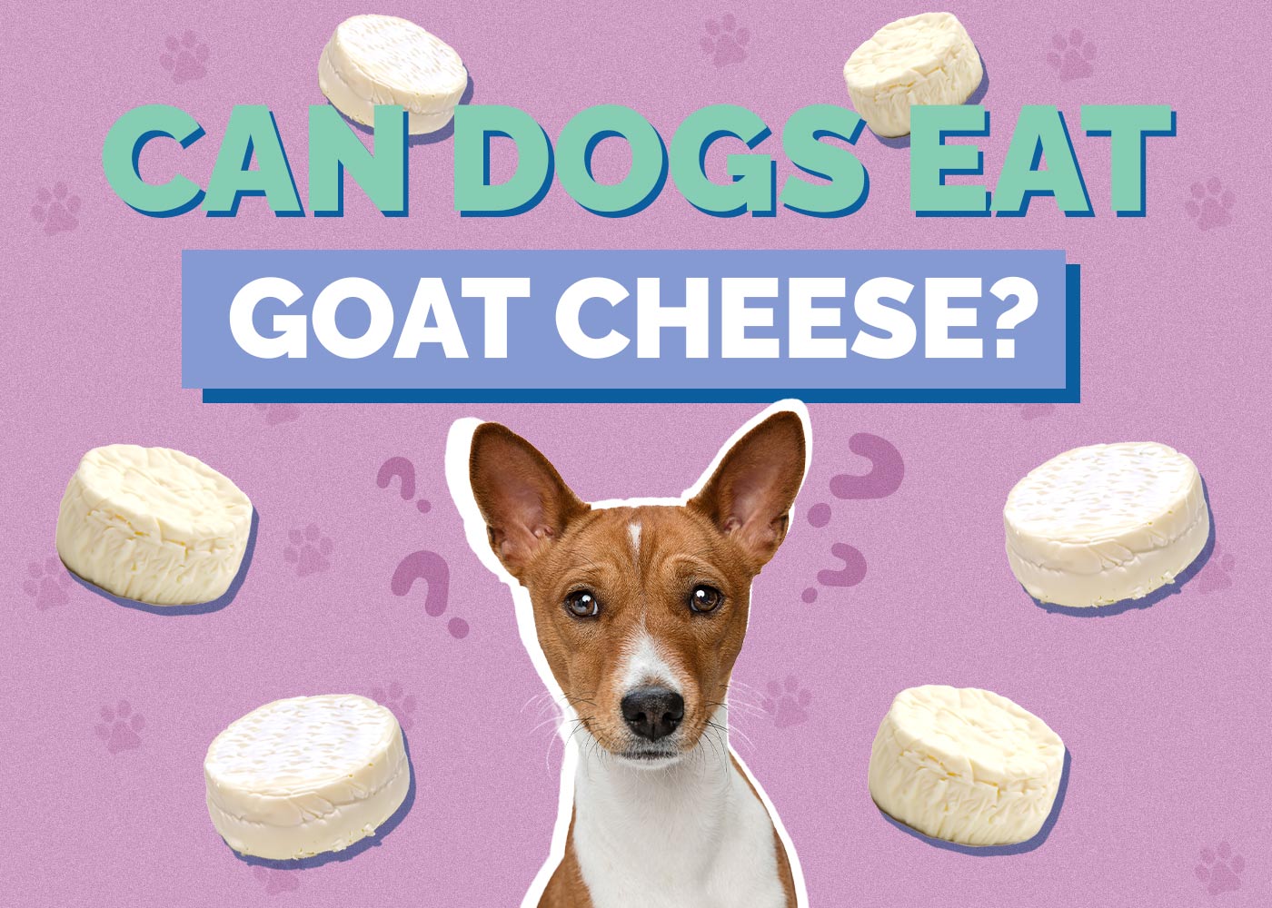 Can Dogs Eat Goat Cheese
