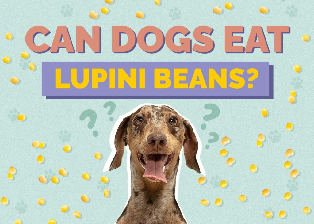 Can Dogs Eat Lupini Beans