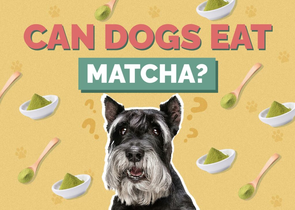 Can Dogs Eat Matcha