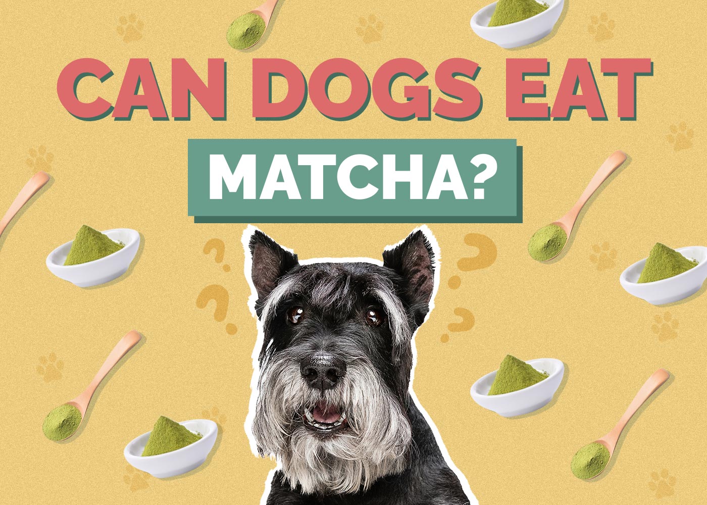 Can Dogs Eat Matcha