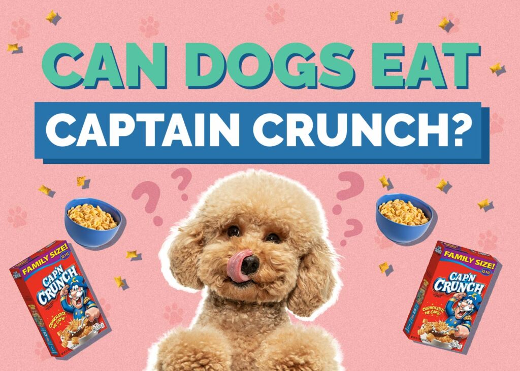 Can Dogs Eat Captain Crunch