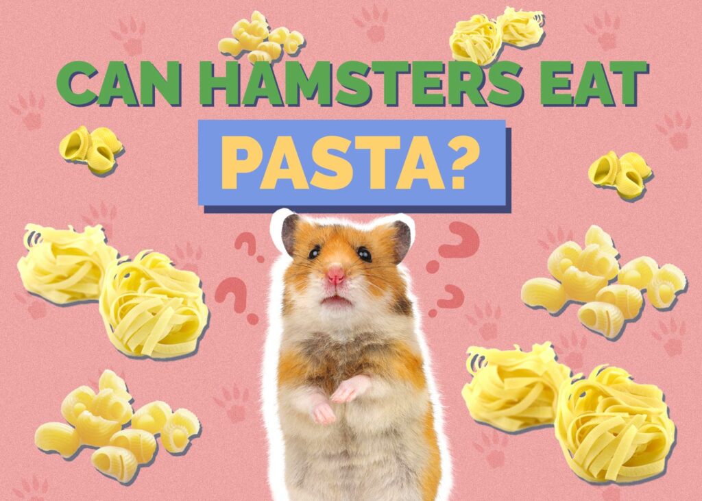 Can Hamsters Eat Pasta