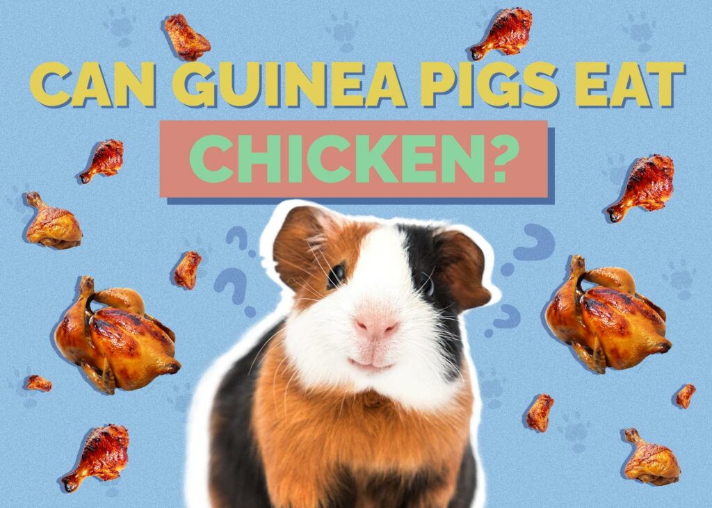 Can Guinea Pigs Eat Chicken