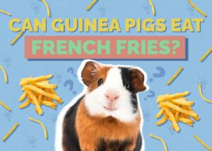 Can Cats Eat French Fries? Vet-Verified Nutrition Facts & FAQ | Hepper