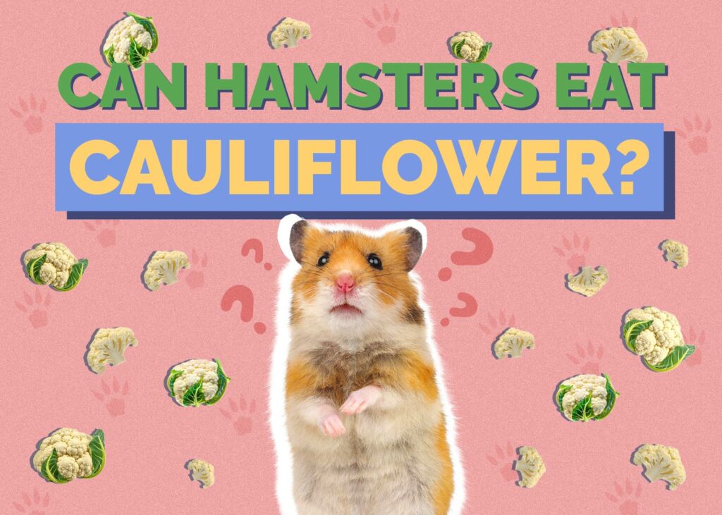 Can Hamsters Eat Cauliflower