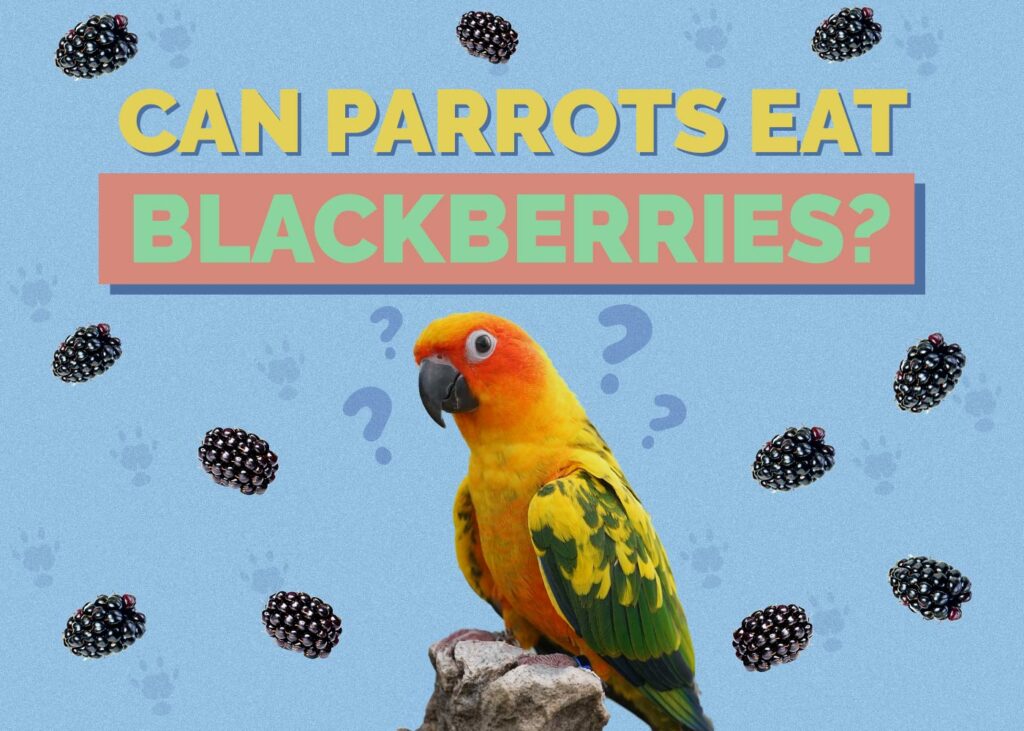 Can Parrots Eat Blackberries