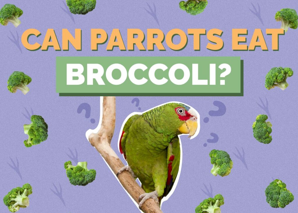 Can Parrots Eat Broccoli
