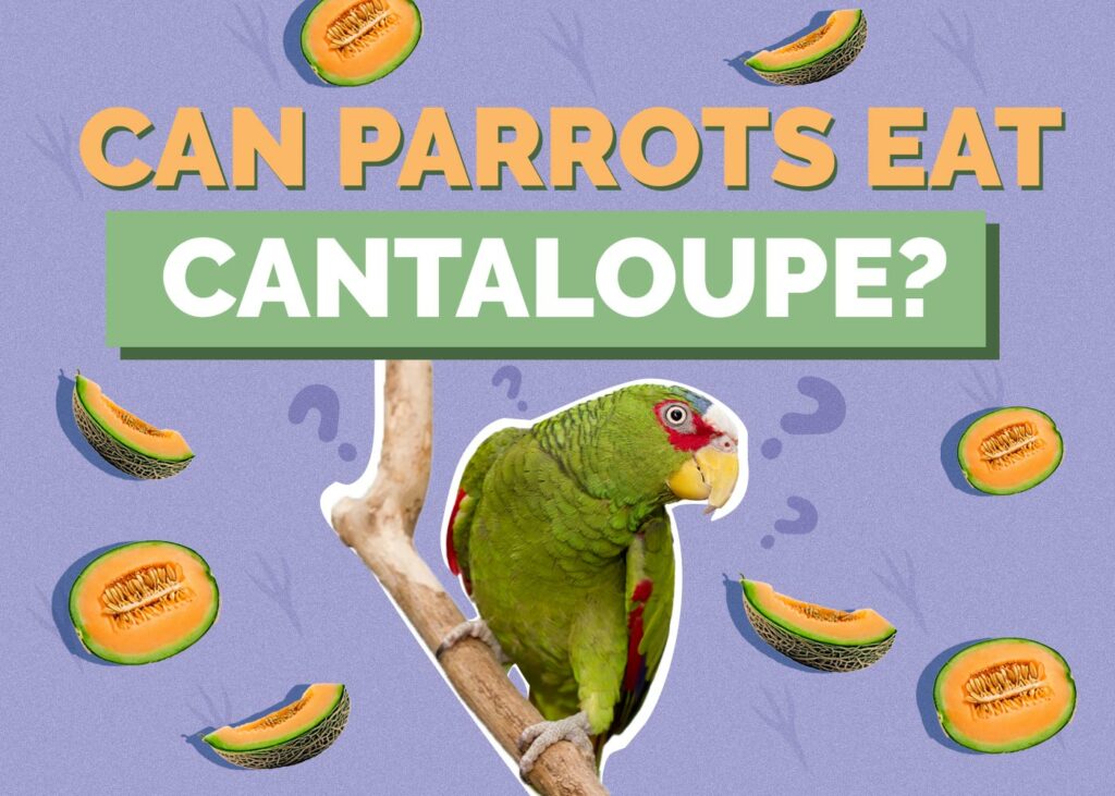 Can Parrots Eat Cantaloupe