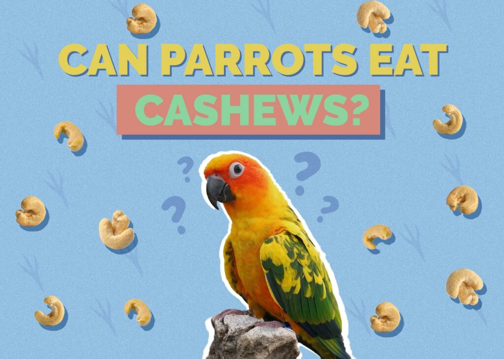 Can Parrots Eat Cashews