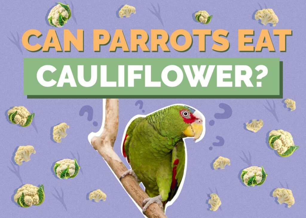 Can Parrots Eat Cauliflower