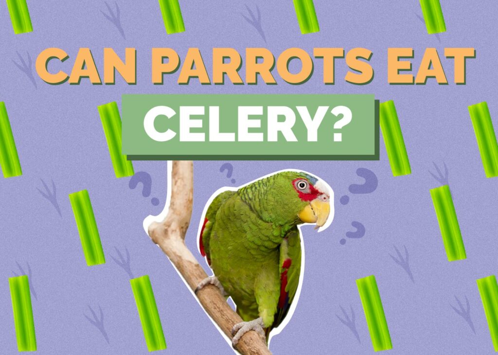 Can Parrots Eat Celery