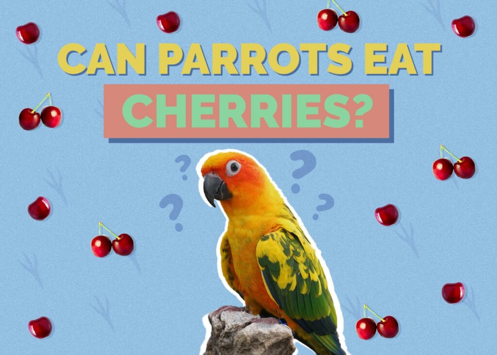 Can Parrots Eat Cherries