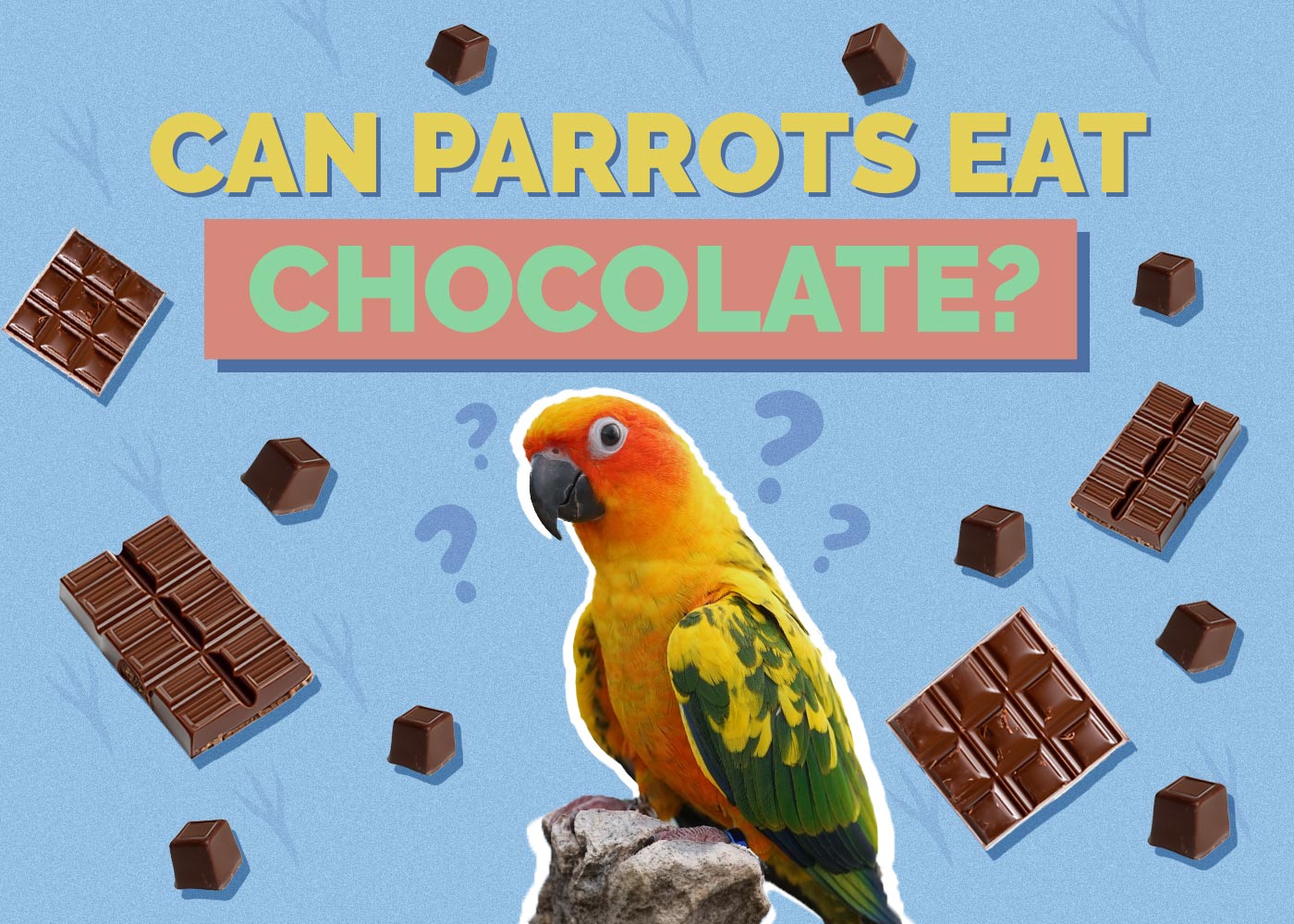 Can Parrots Eat Chocolate