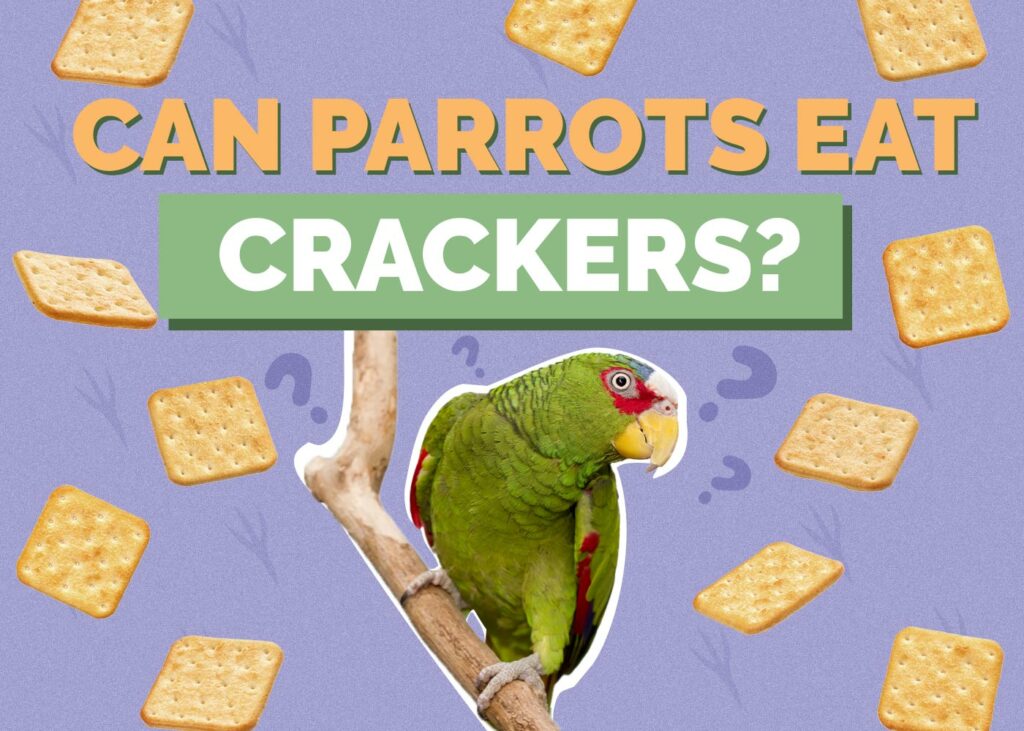 Can Parrots Eat Crackers