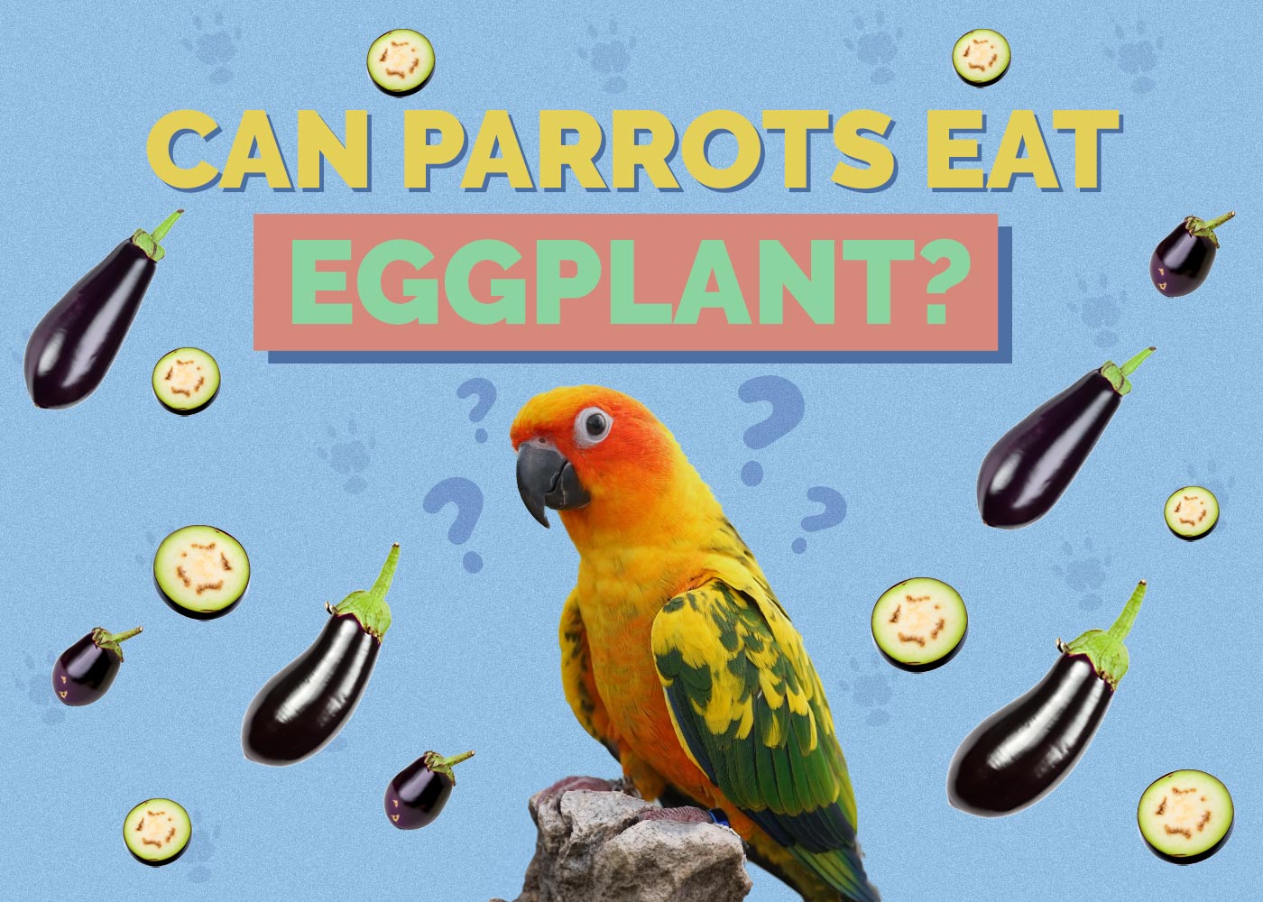 Can Parrots Eat Eggplant