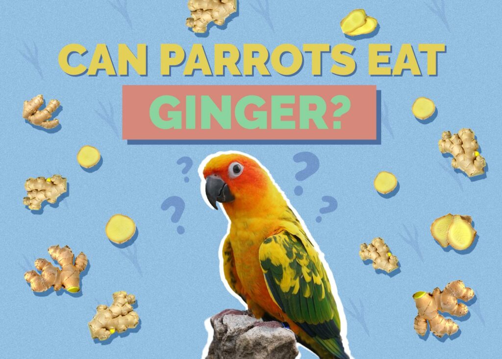 Can Parrots Eat Ginger