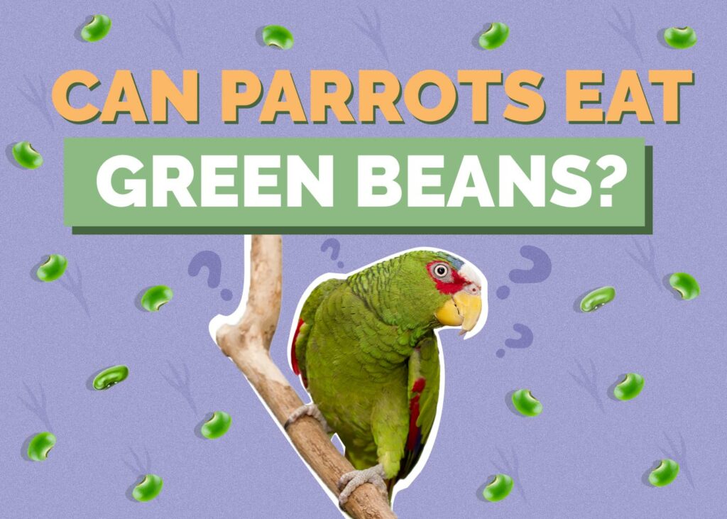 Can Parrots Eat Green Beans