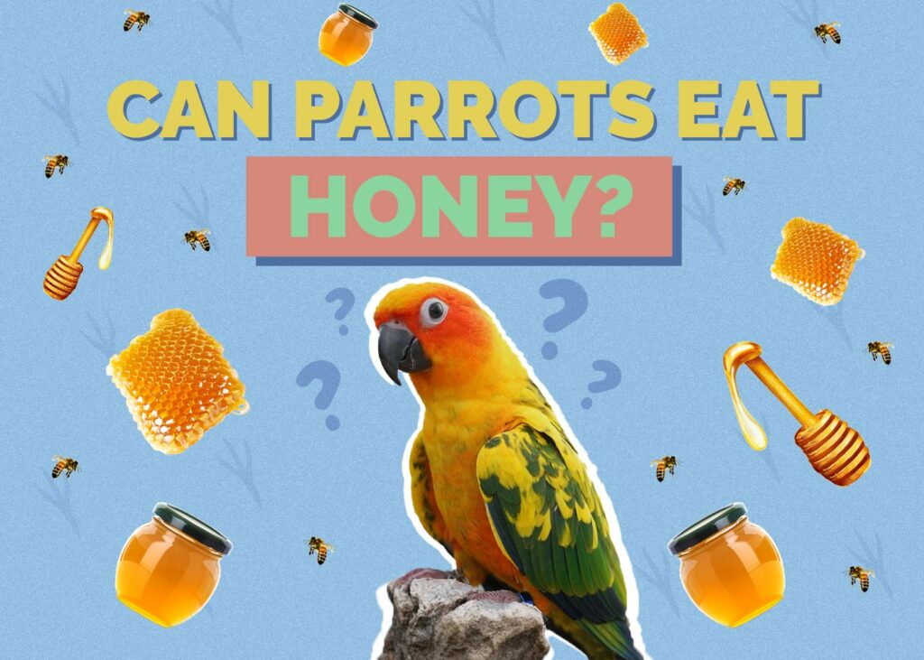 Can Parrots Eat Honey