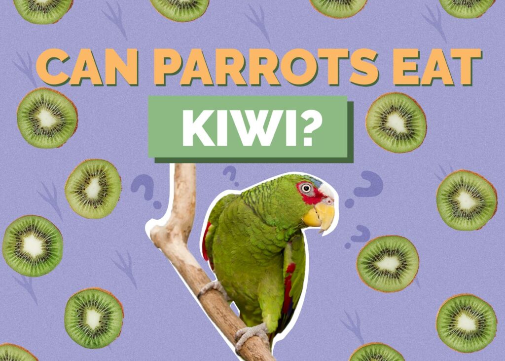 Can Parrots Eat Kiwi