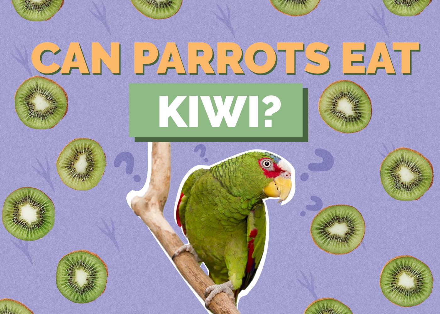 Can Parrots Eat Kiwi