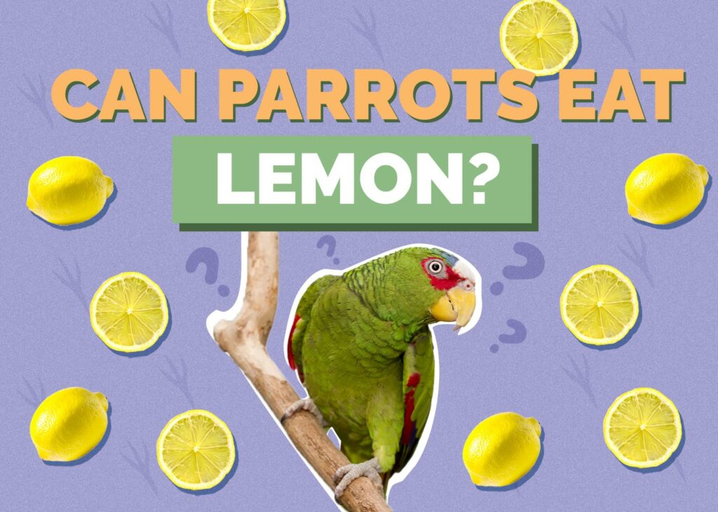 Can Parrots Eat Lemons