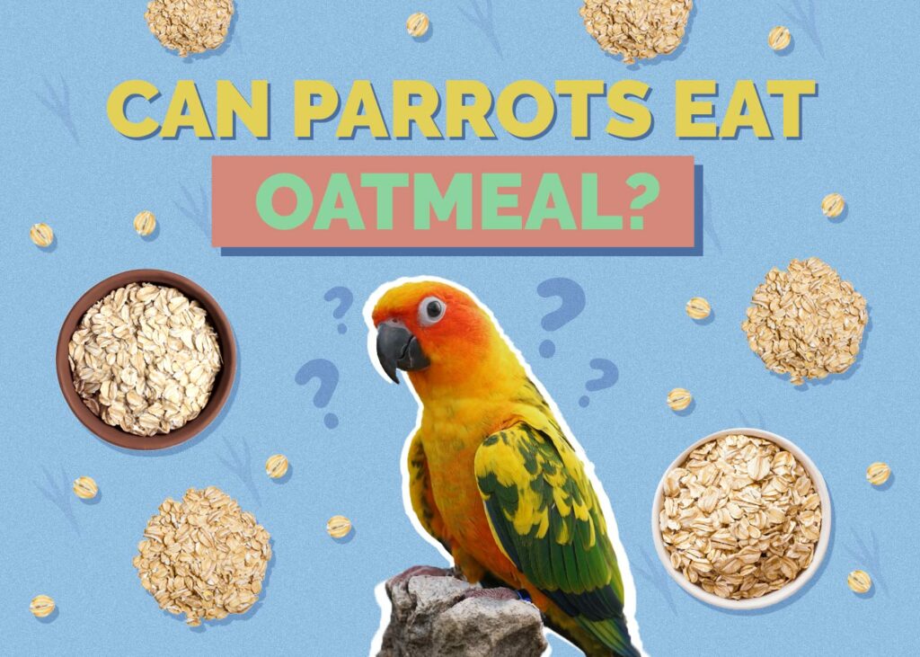 Can Parrots Eat Oatmeal