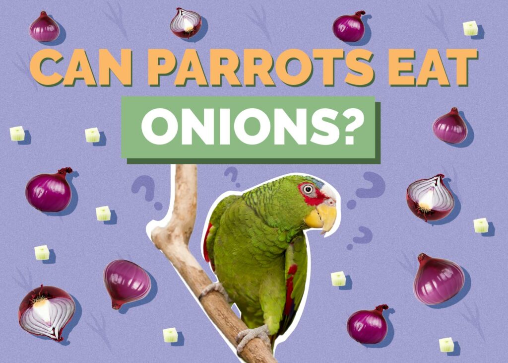 Can Parrots Eat Onions