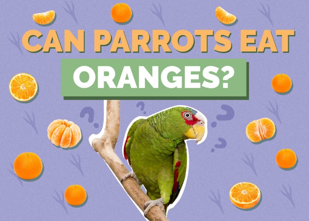 Can Parrots Eat Oranges