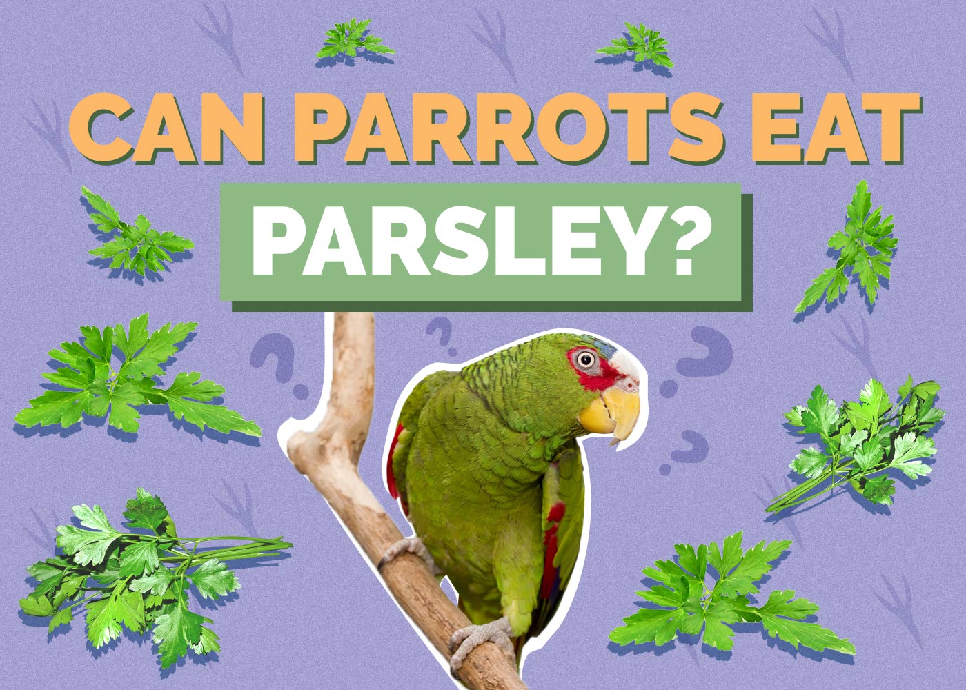 Can Parrots Eat Parsley
