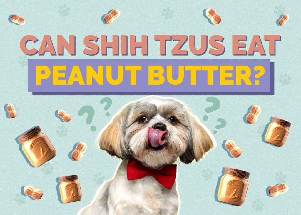 Can Shih Tzus Eat Peanut Butter