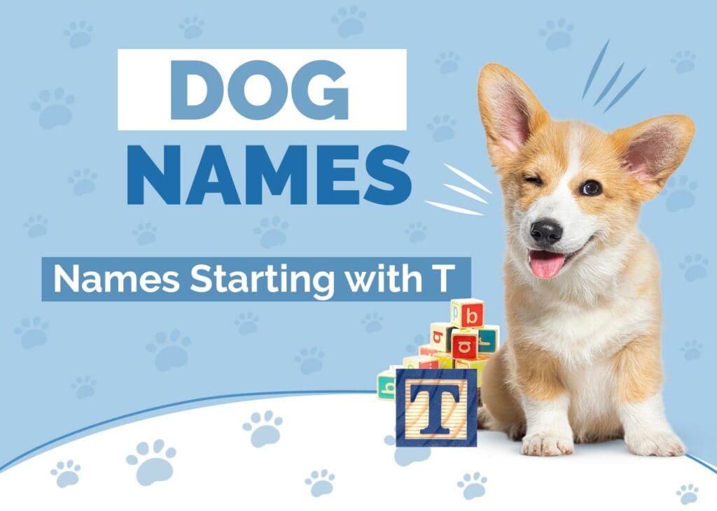 Dog Names Starting With T for Your Terrific Pup