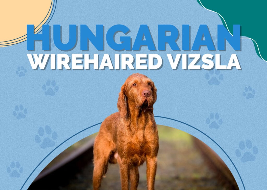 Hungarian Wirehaired Vizsla