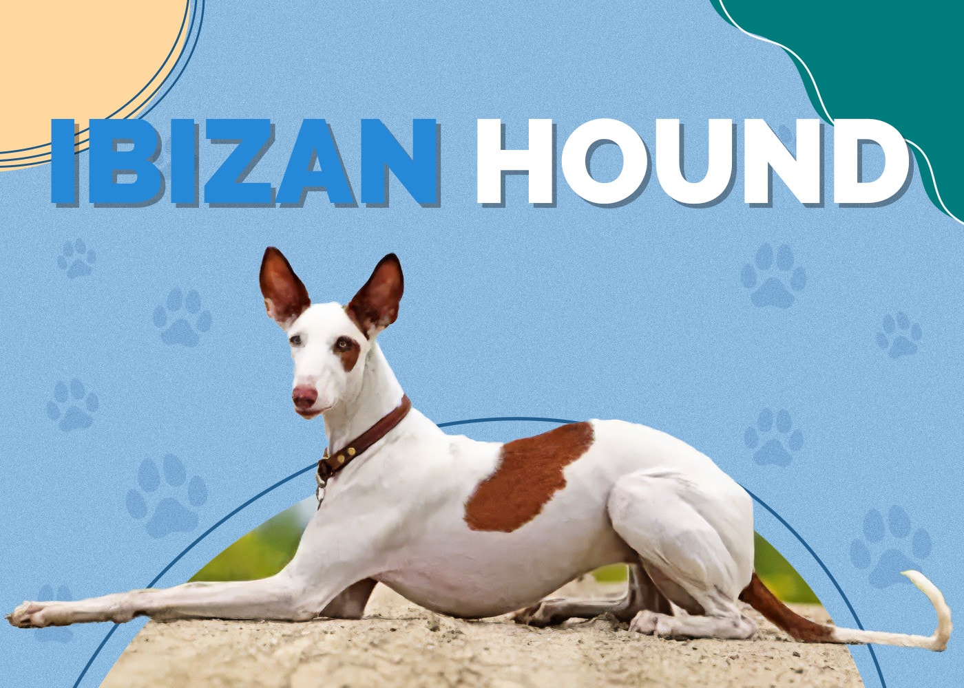Ibizan Hound