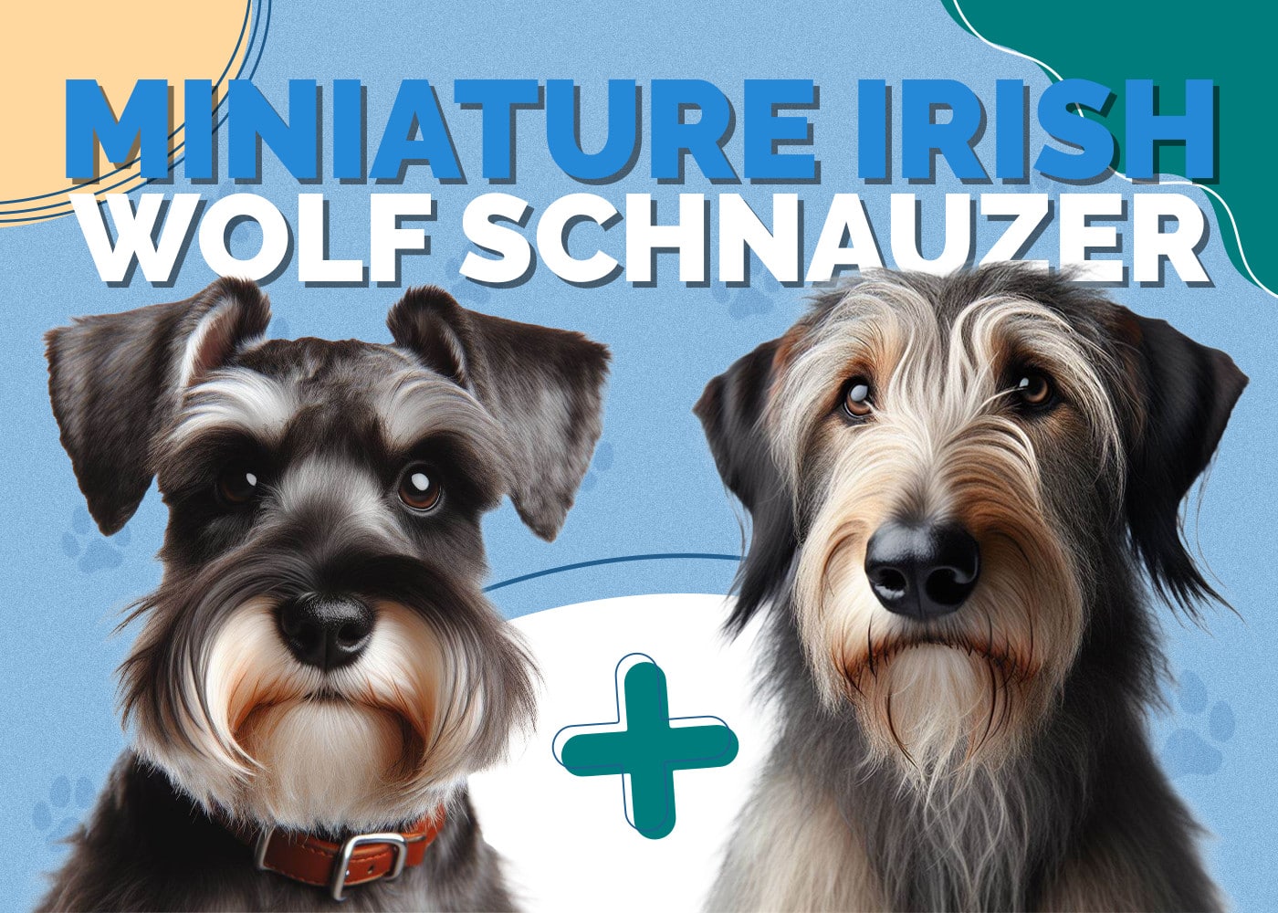 Miniature Irish Wolf Schnauzer