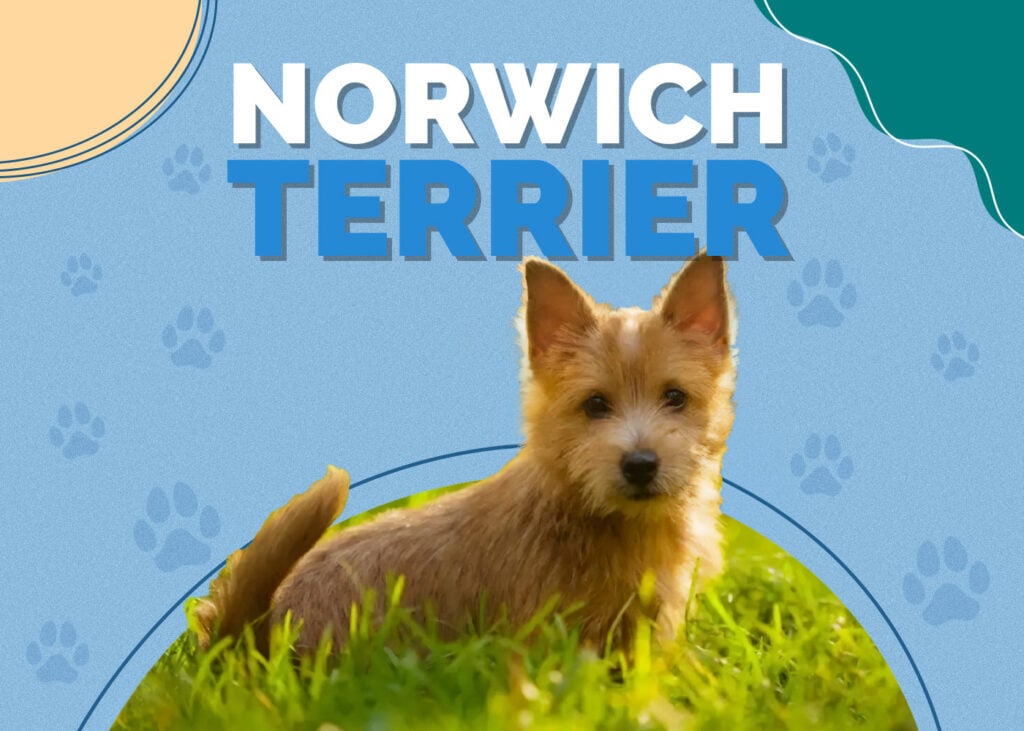 Norwich Terrier Dog