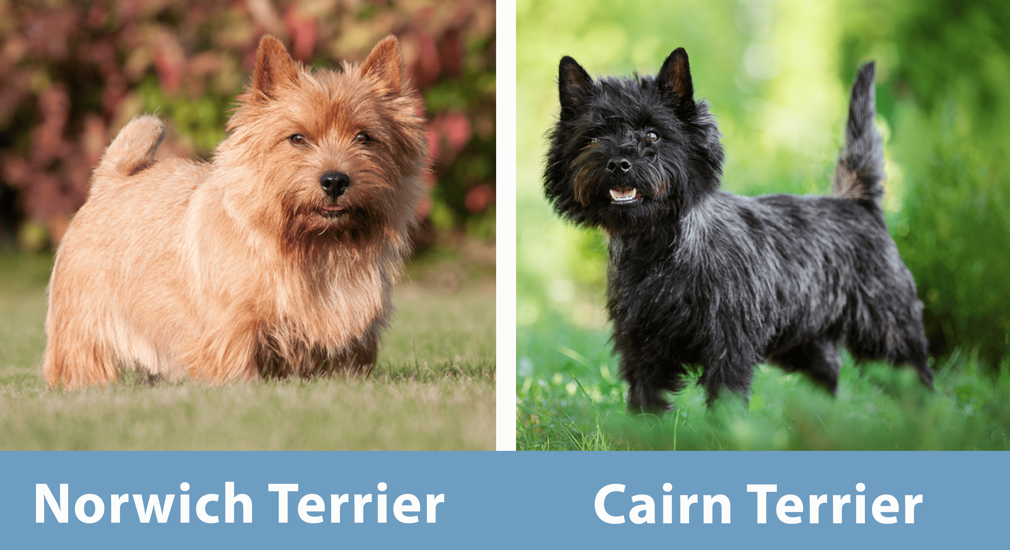Norwich Terrier vs Cairn Terrier sidexside