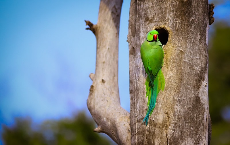 Parakeet Parent Tenderly Caring for Eggs in Their Cozy Nest