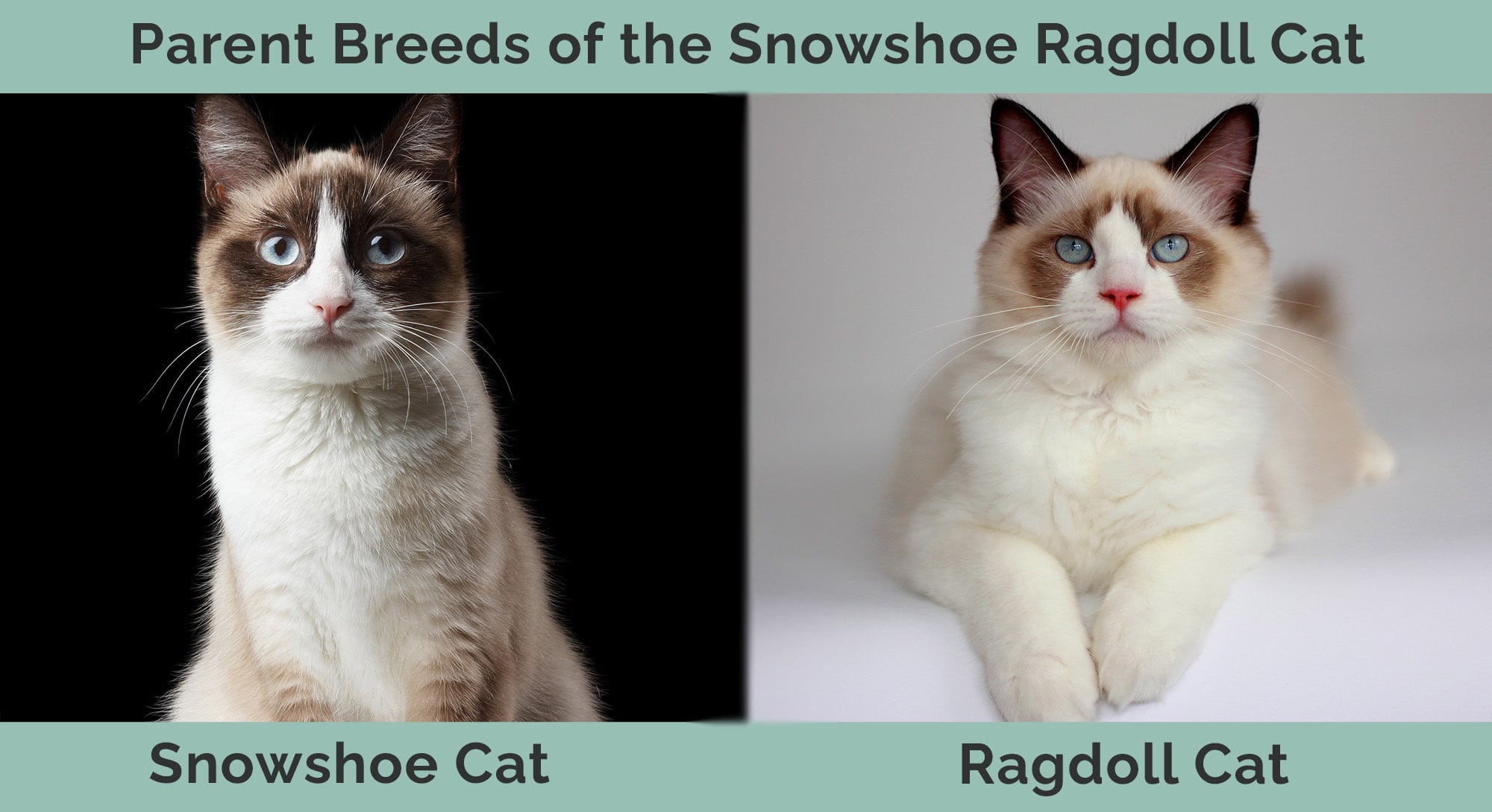 Parent Breeds of the Snowshoe Ragdoll Cat