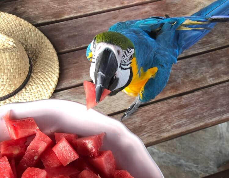Parrot eating watermelon