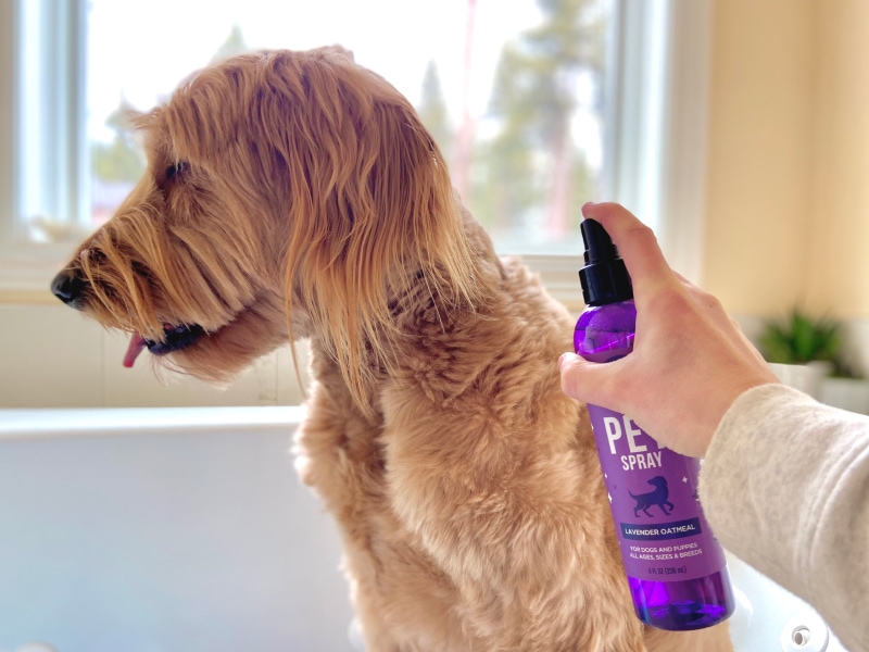 Pet Pleasant Pet Spray - spraying micah with the product