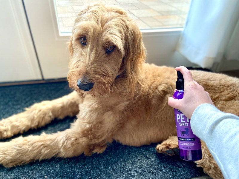 Pet Pleasant Pet Spray - spraying micah