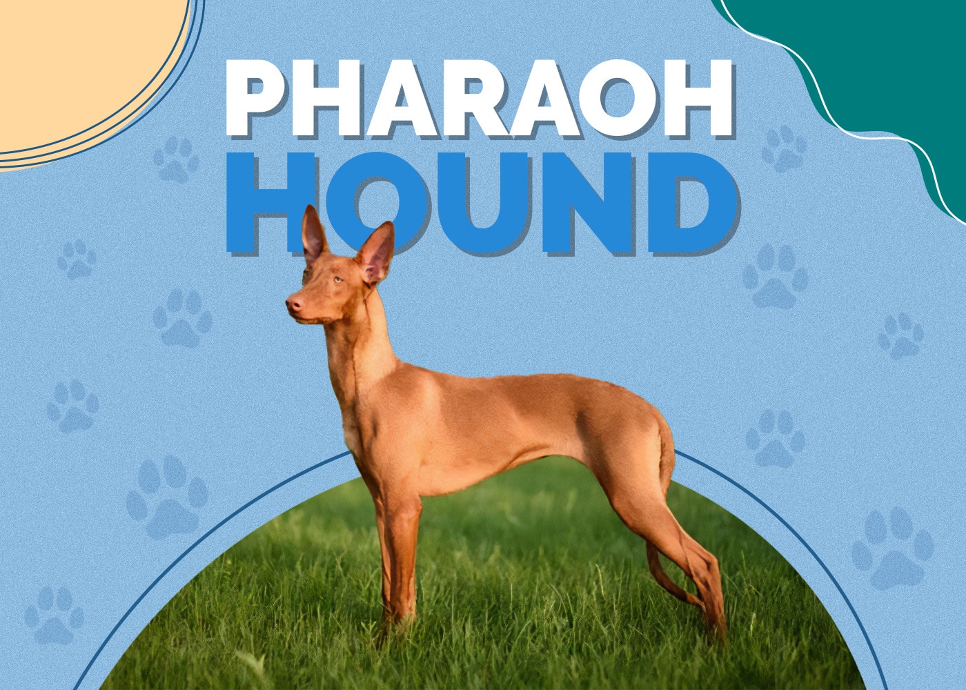 Pharaoh Hound