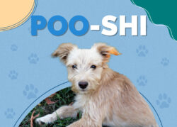 Poo-Shi (Poodle & Shiba Inu Mix): Info, Pictures, Traits, Facts ...