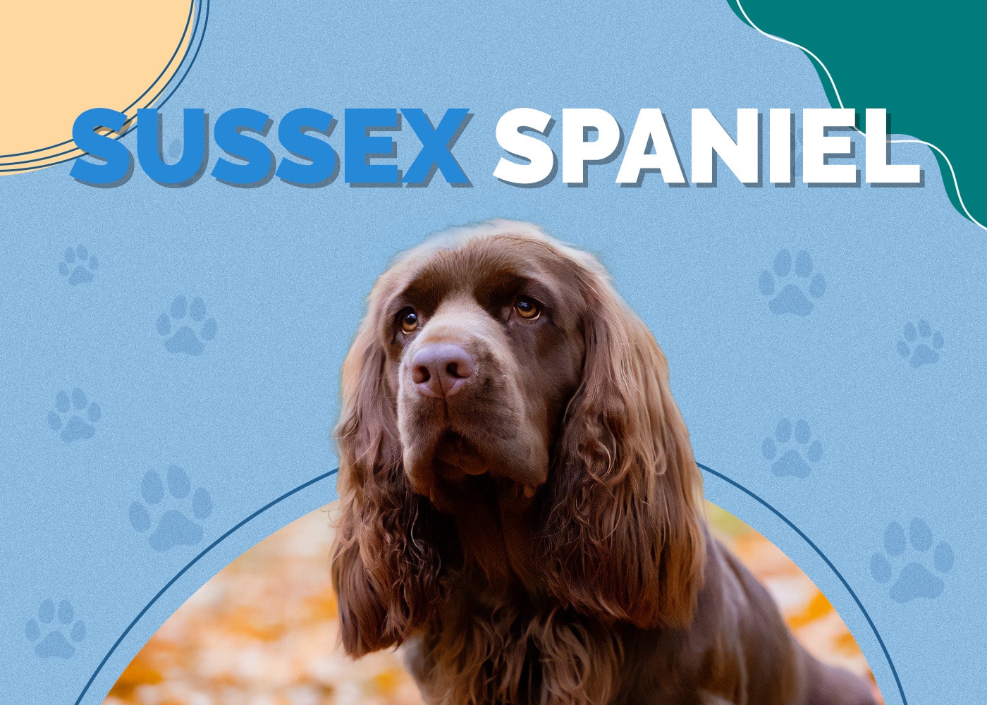 Sussex Spaniel