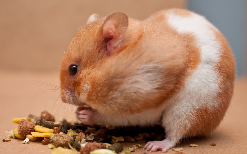 Syrian hamster eating grain