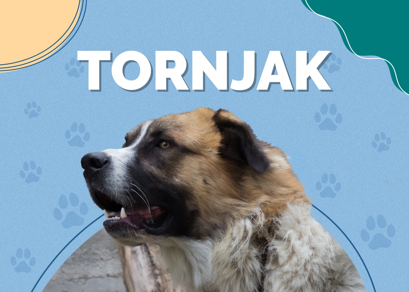 Tornjak Dog