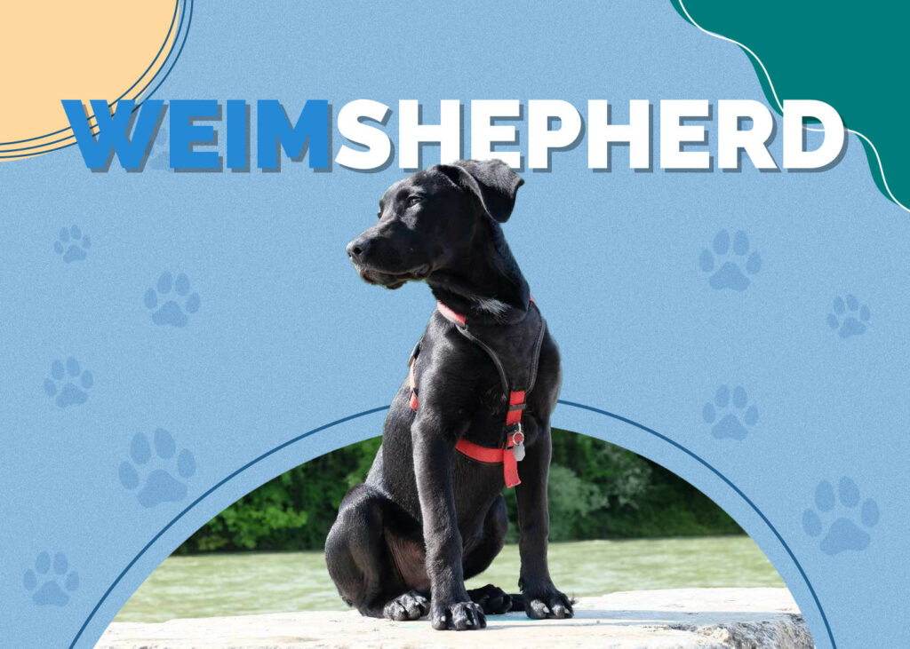 Weimshepherd (Weimaraner & German Shepherd Mix)